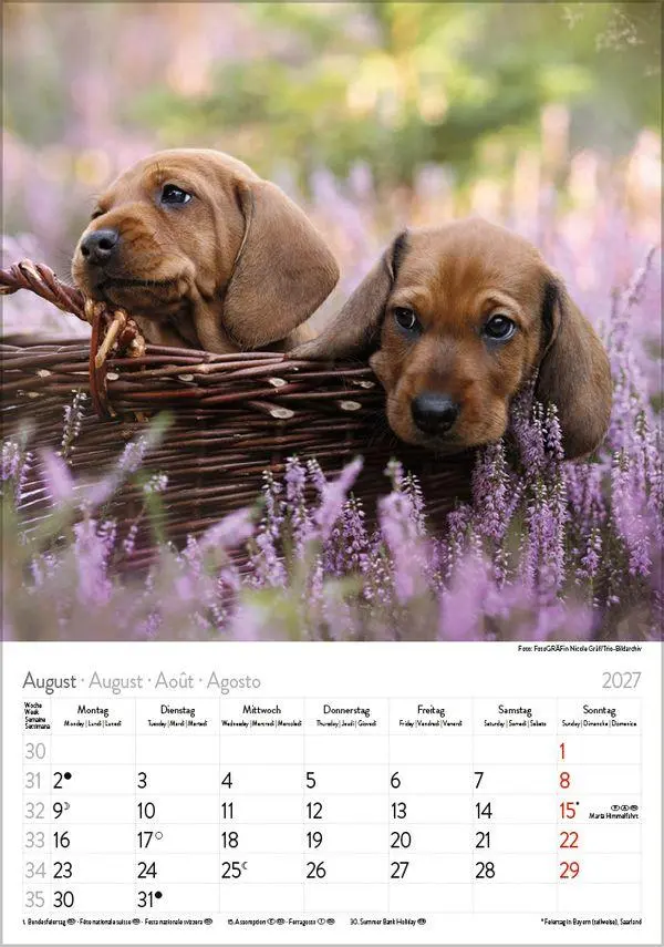 Bild: 9783819300639 | Dackel 2027 | Verlag Korsch | Kalender | Spiralbindung | 13 S. | 2027