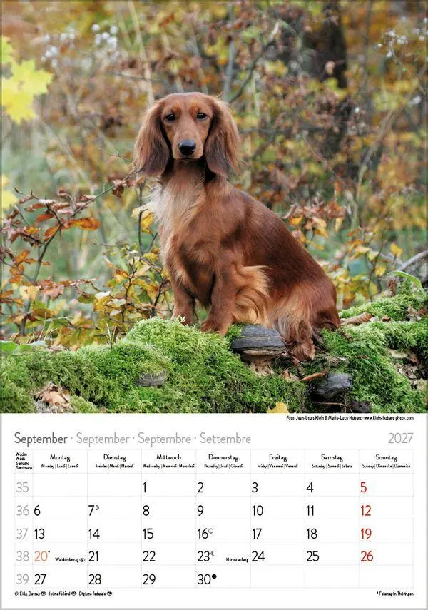 Bild: 9783819300639 | Dackel 2027 | Verlag Korsch | Kalender | Spiralbindung | 13 S. | 2027