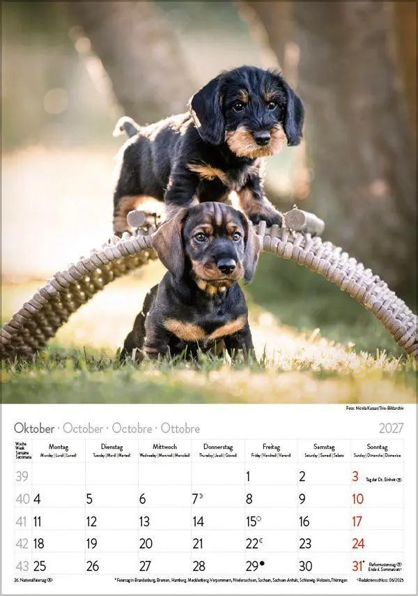 Bild: 9783819300639 | Dackel 2027 | Verlag Korsch | Kalender | Spiralbindung | 13 S. | 2027