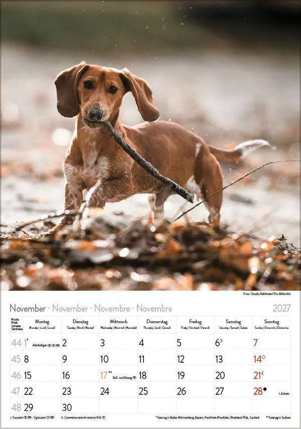 Bild: 9783819300639 | Dackel 2027 | Verlag Korsch | Kalender | Spiralbindung | 13 S. | 2027