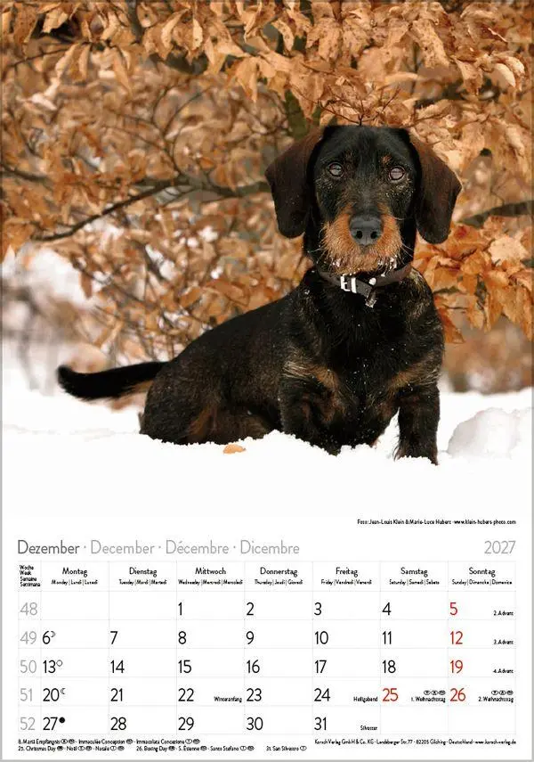 Bild: 9783819300639 | Dackel 2027 | Verlag Korsch | Kalender | Spiralbindung | 13 S. | 2027