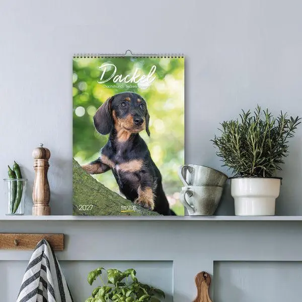 Bild: 9783819300639 | Dackel 2027 | Verlag Korsch | Kalender | Spiralbindung | 13 S. | 2027