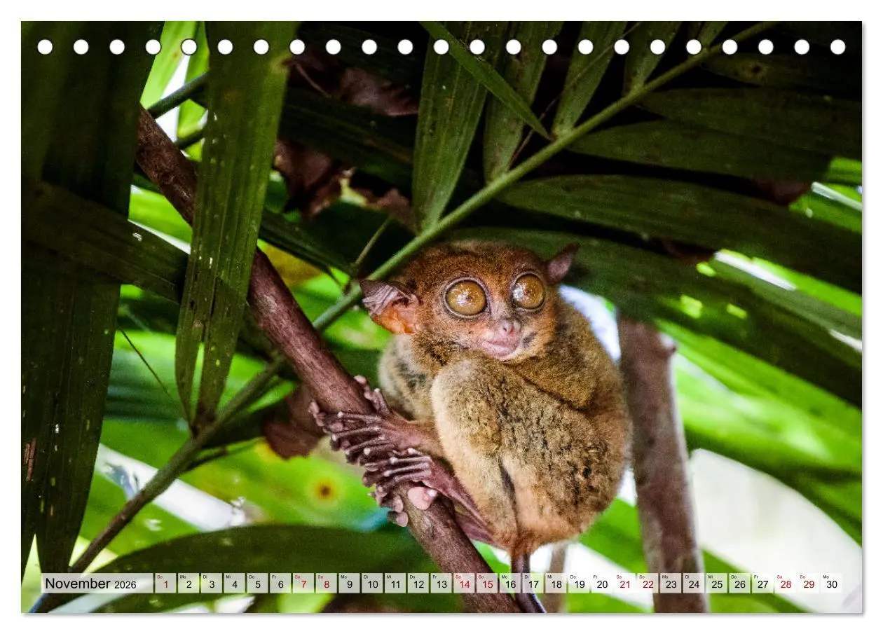 Bild: 9783457570739 | Philippinen - Land der Naturwunder (Tischkalender 2026 DIN A5...