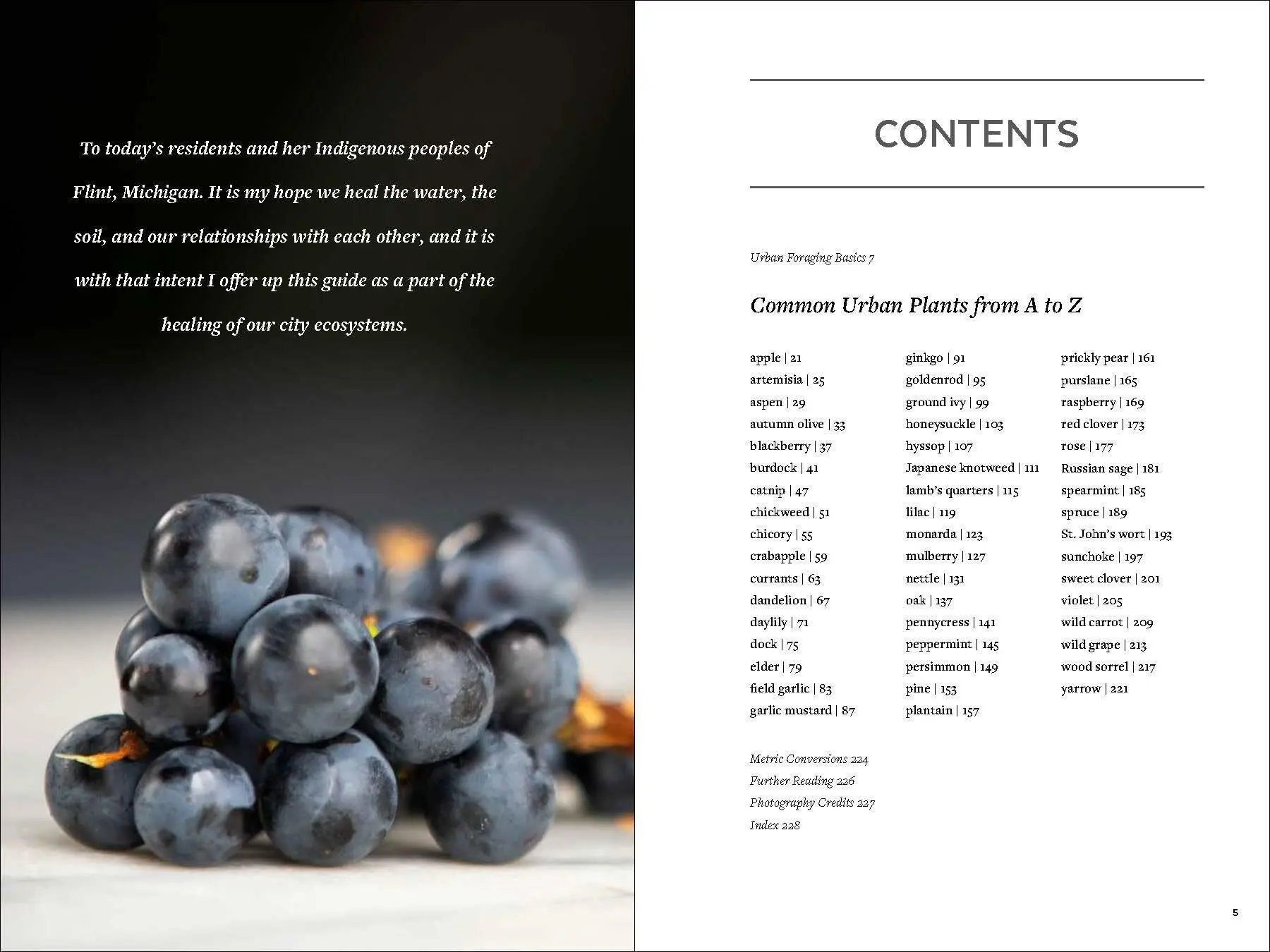 Bild: 9781643260839 | Urban Foraging | Find, Gather, and Cook 50 Wild Plants | Lisa M Rose