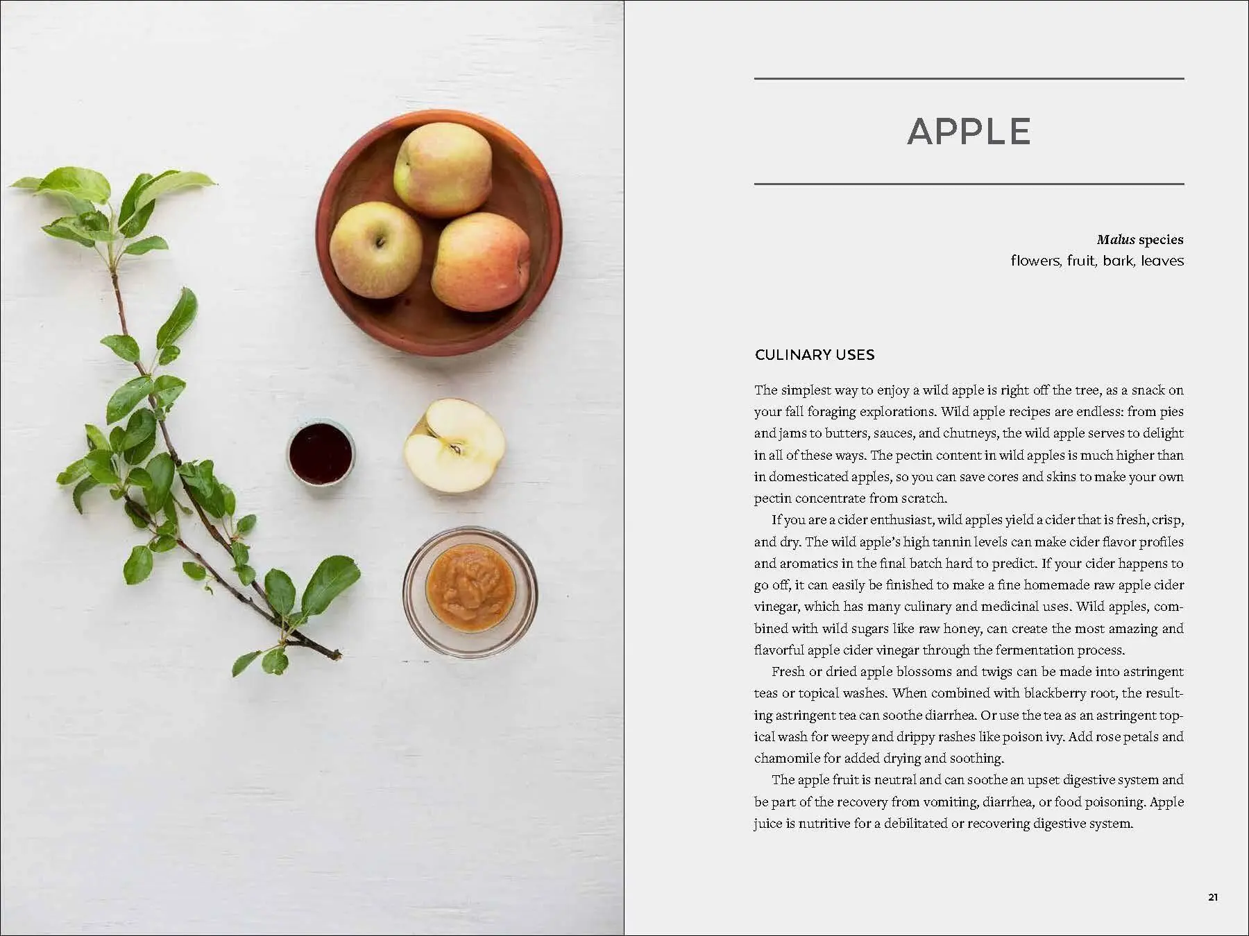 Bild: 9781643260839 | Urban Foraging | Find, Gather, and Cook 50 Wild Plants | Lisa M Rose