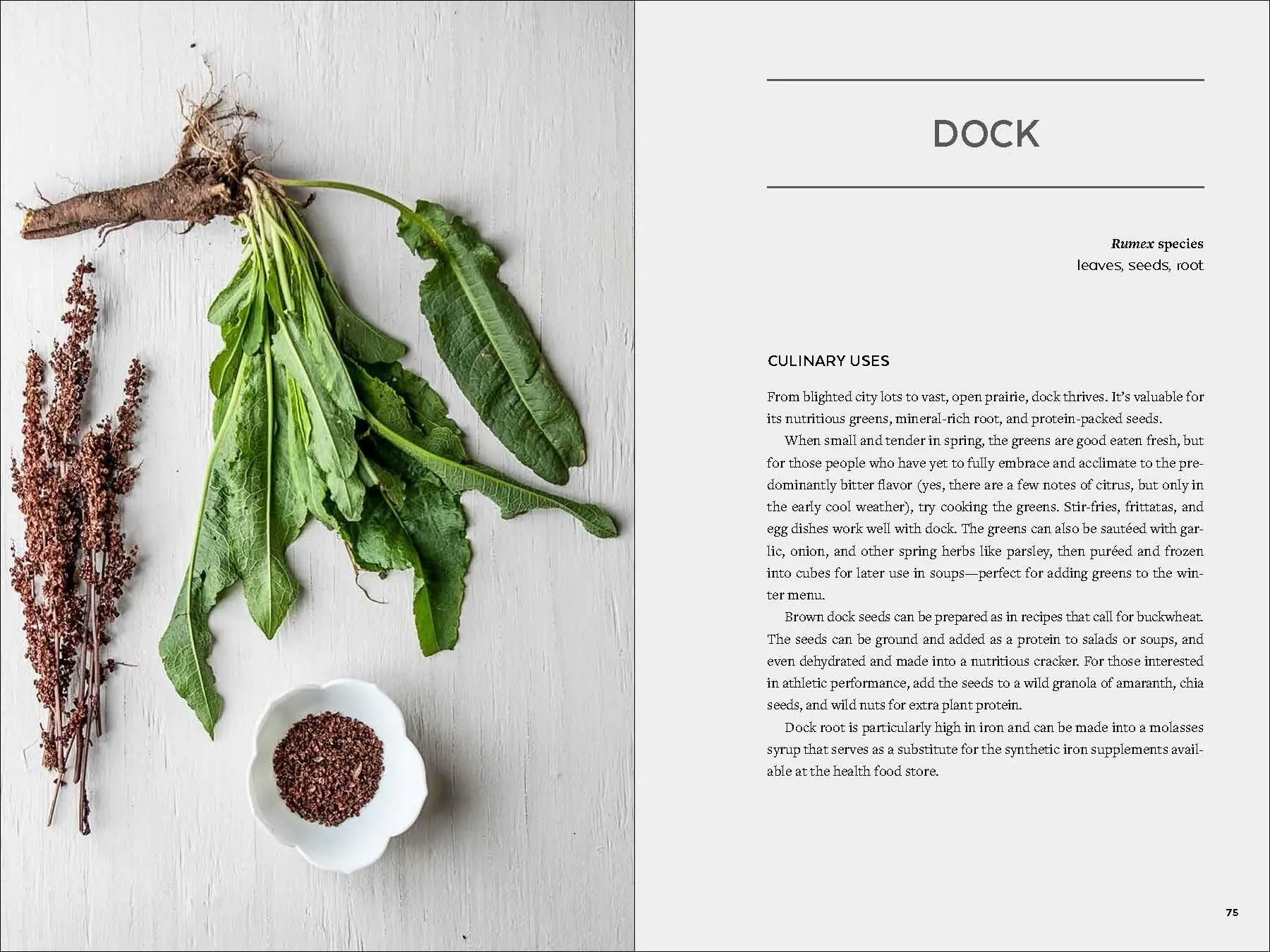 Bild: 9781643260839 | Urban Foraging | Find, Gather, and Cook 50 Wild Plants | Lisa M Rose