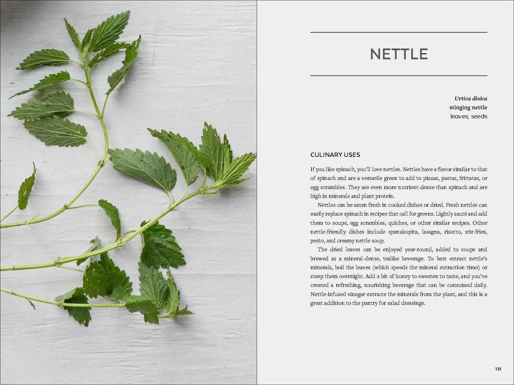 Bild: 9781643260839 | Urban Foraging | Find, Gather, and Cook 50 Wild Plants | Lisa M Rose
