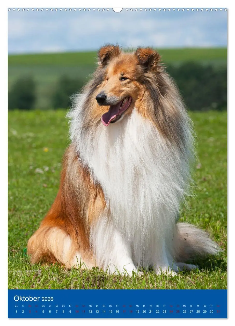 Bild: 9783516330939 | Traumhund Collie - Glück auf vier Pfoten (hochwertiger Premium...