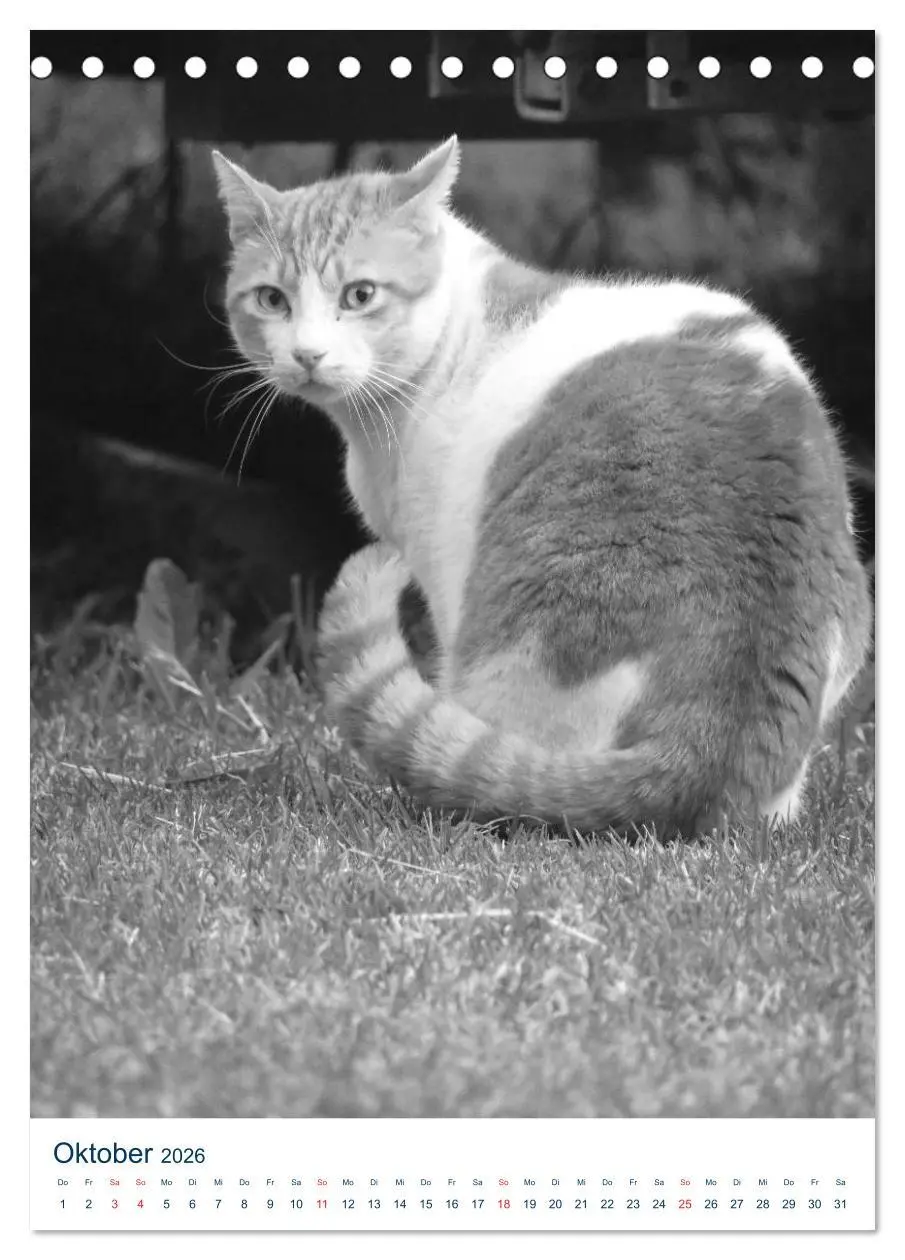 Bild: 9783516391039 | Wilde Katzen - Korsikas Samtpfoten (Tischkalender 2026 DIN A5...
