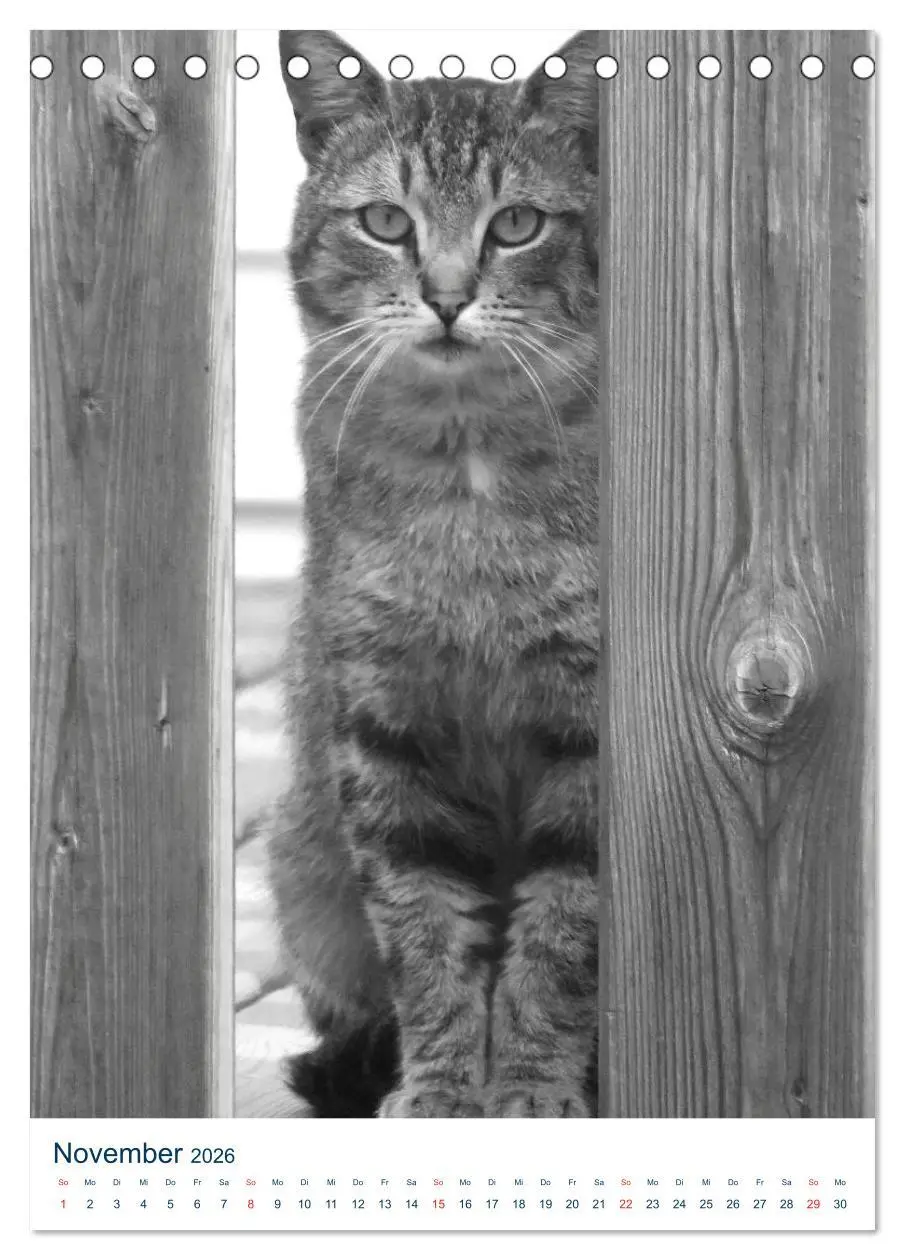 Bild: 9783516391039 | Wilde Katzen - Korsikas Samtpfoten (Tischkalender 2026 DIN A5...