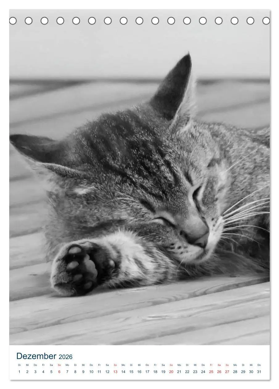 Bild: 9783516391039 | Wilde Katzen - Korsikas Samtpfoten (Tischkalender 2026 DIN A5...