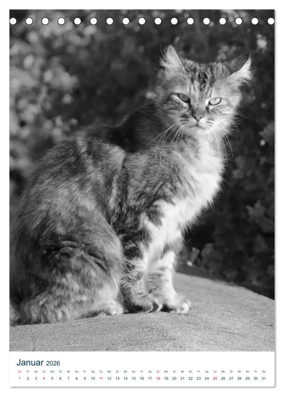 Bild: 9783516391039 | Wilde Katzen - Korsikas Samtpfoten (Tischkalender 2026 DIN A5...