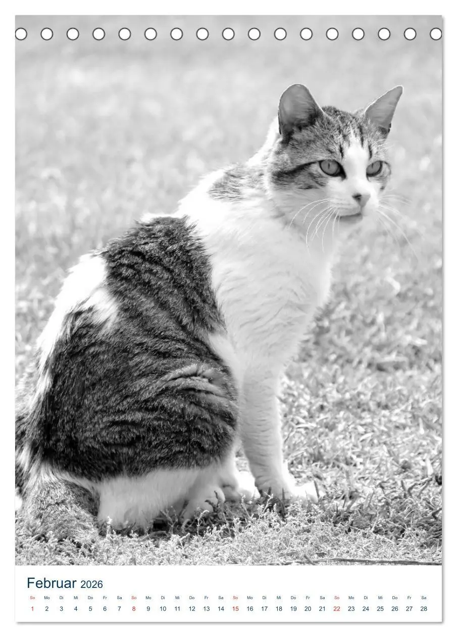 Bild: 9783516391039 | Wilde Katzen - Korsikas Samtpfoten (Tischkalender 2026 DIN A5...
