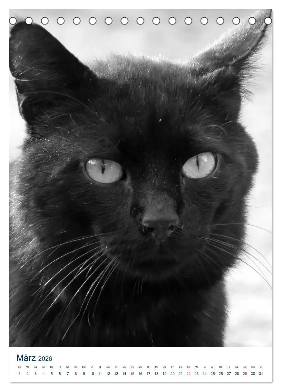 Bild: 9783516391039 | Wilde Katzen - Korsikas Samtpfoten (Tischkalender 2026 DIN A5...