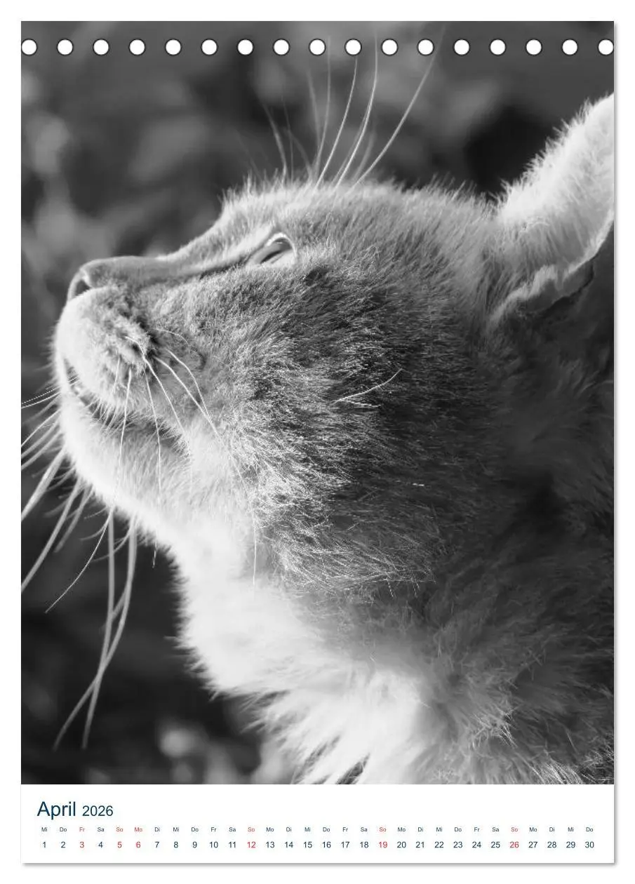 Bild: 9783516391039 | Wilde Katzen - Korsikas Samtpfoten (Tischkalender 2026 DIN A5...