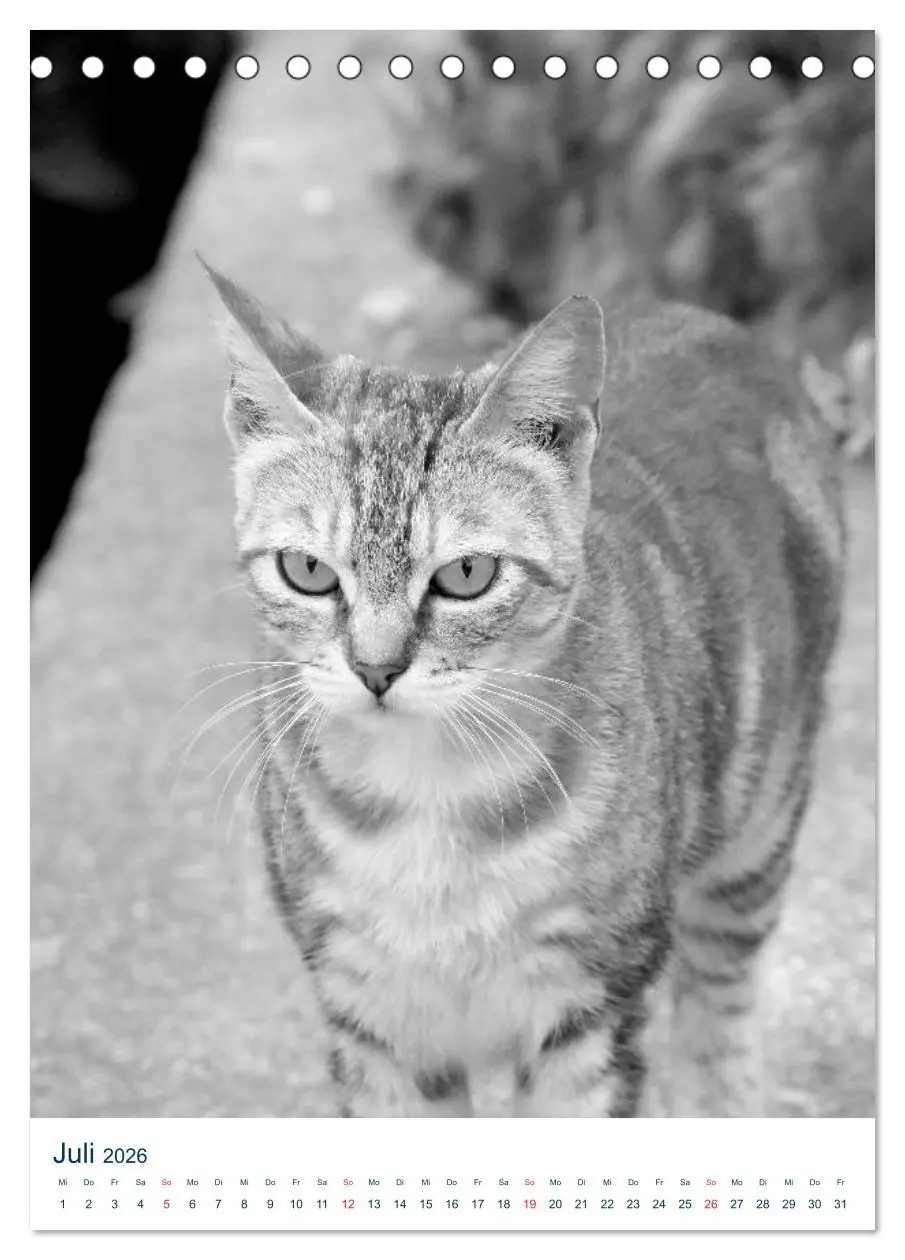 Bild: 9783516391039 | Wilde Katzen - Korsikas Samtpfoten (Tischkalender 2026 DIN A5...