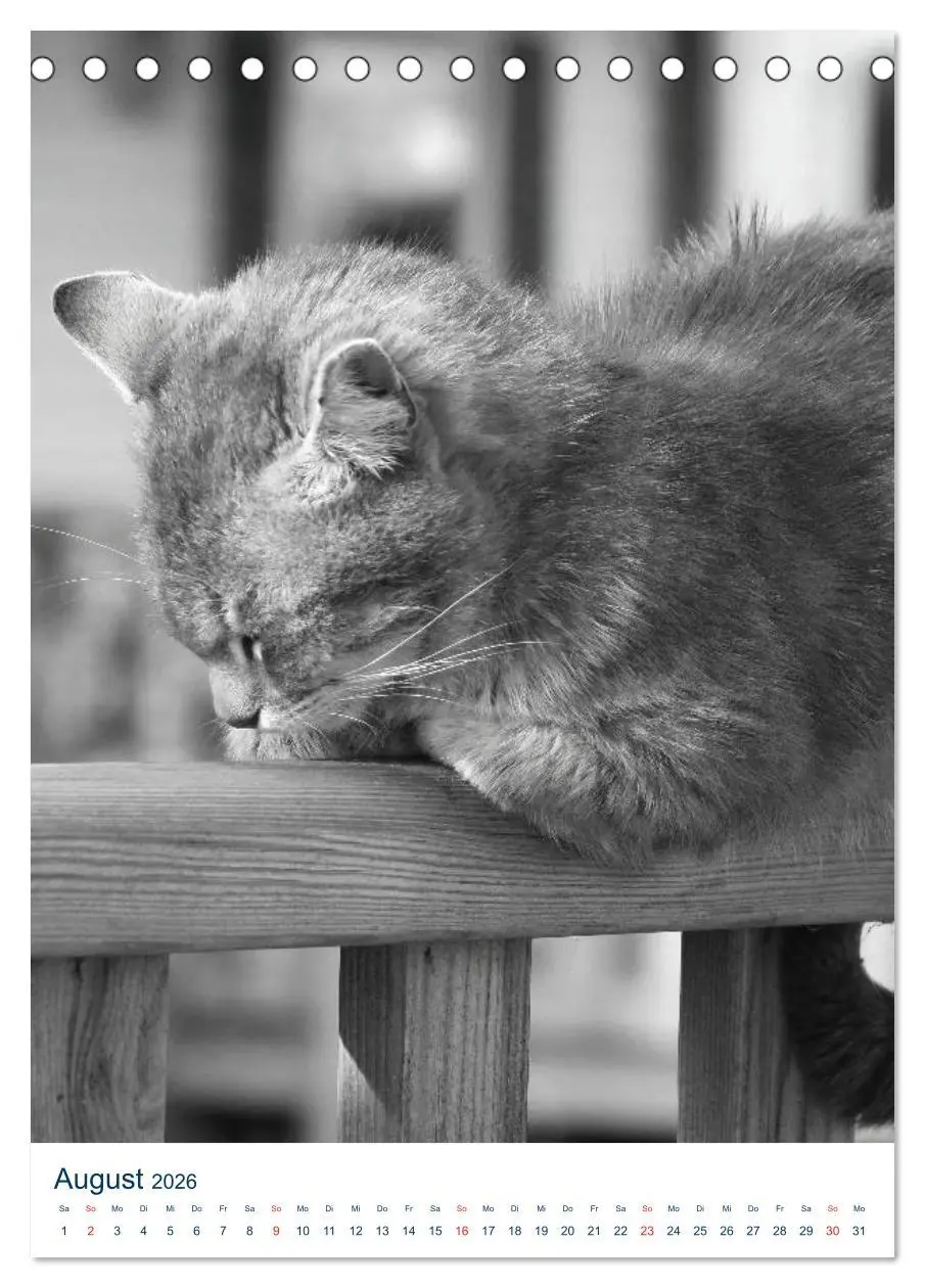 Bild: 9783516391039 | Wilde Katzen - Korsikas Samtpfoten (Tischkalender 2026 DIN A5...