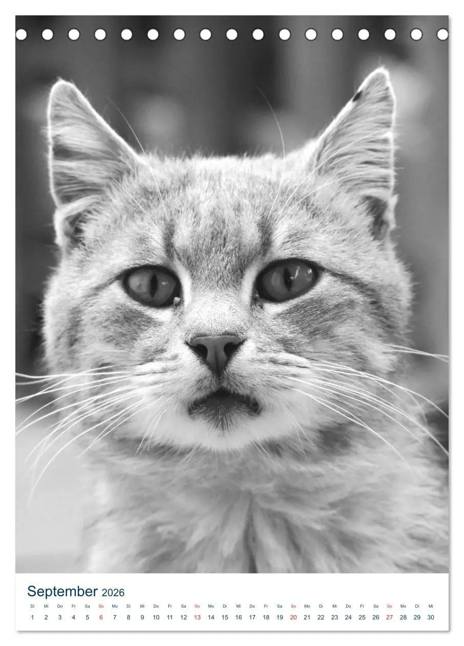 Bild: 9783516391039 | Wilde Katzen - Korsikas Samtpfoten (Tischkalender 2026 DIN A5...