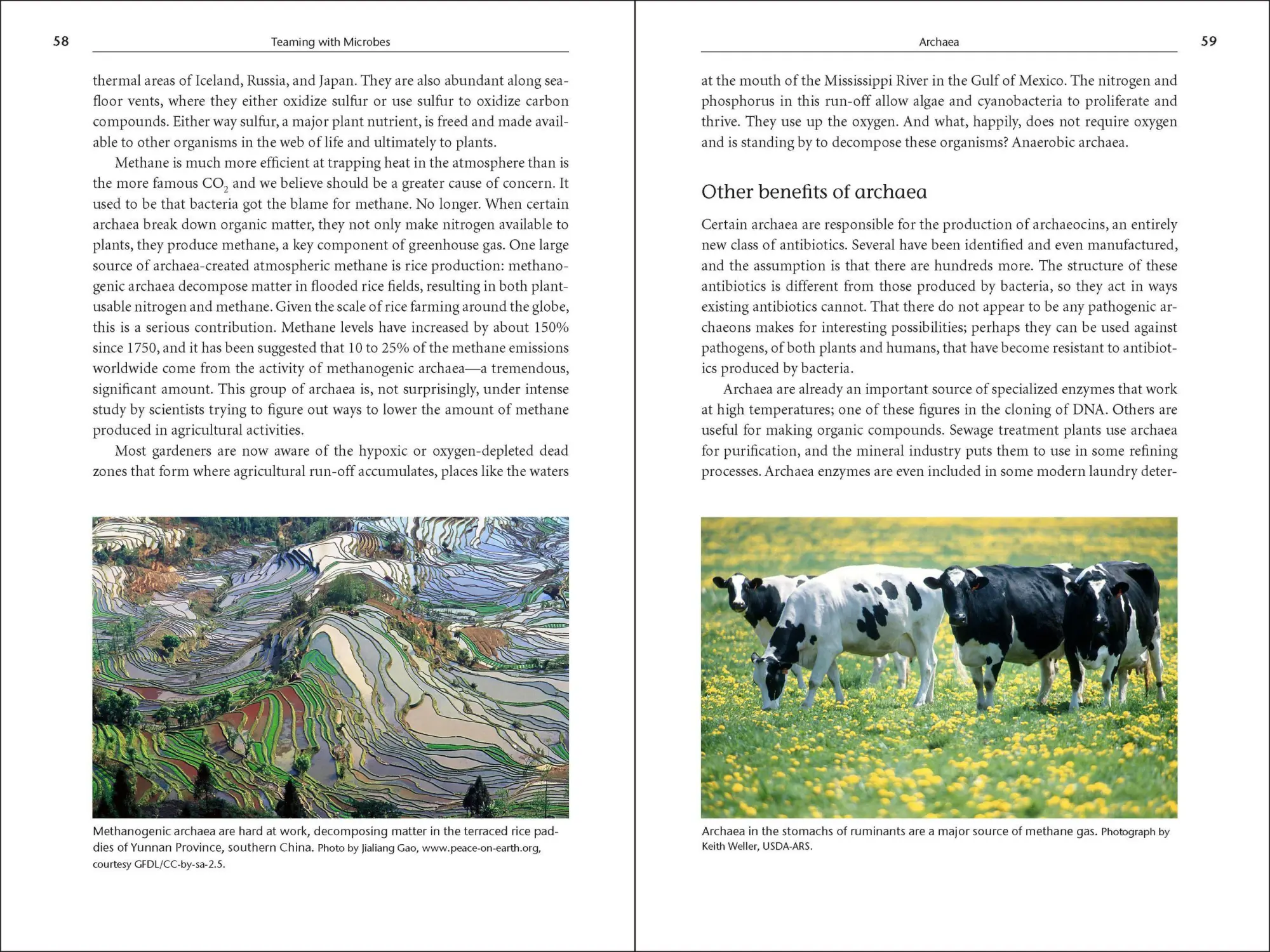 Bild: 9781604691139 | Teaming with Microbes | Jeff Lowenfels (u. a.) | Buch | Gebunden