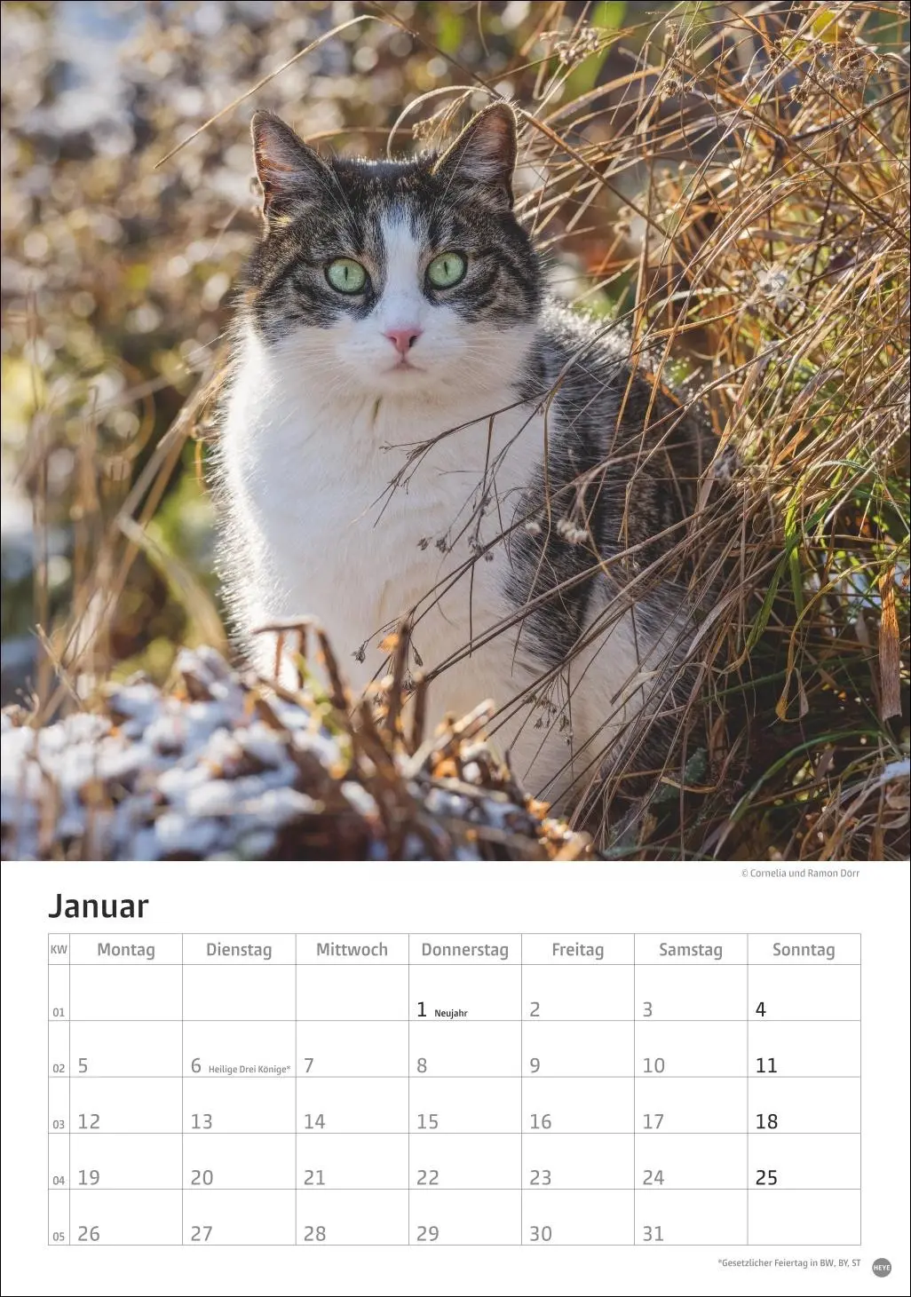 Bild: 9783756411139 | Katzen Kalender 2026 | Heye | Kalender | Spiralbindung | 13 S. | 2026