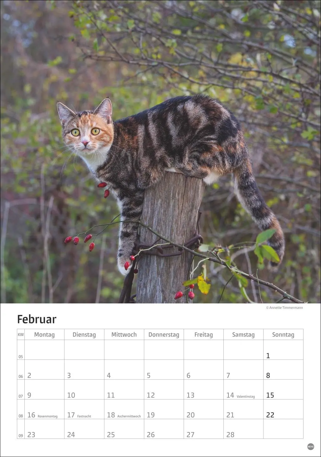 Bild: 9783756411139 | Katzen Kalender 2026 | Heye | Kalender | Spiralbindung | 13 S. | 2026
