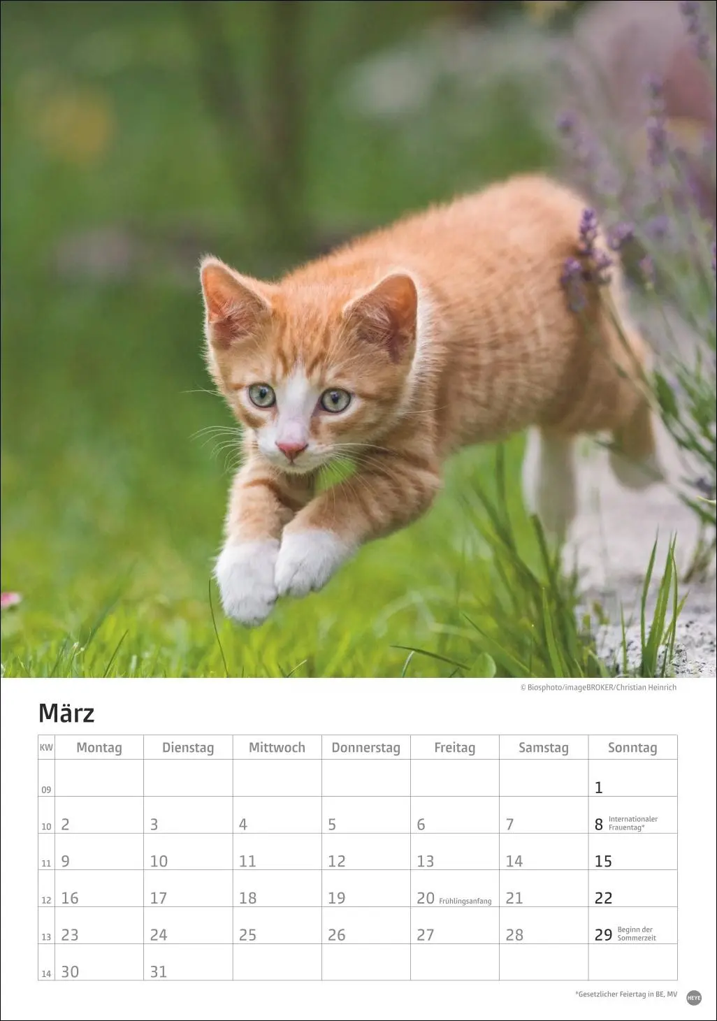 Bild: 9783756411139 | Katzen Kalender 2026 | Heye | Kalender | Spiralbindung | 13 S. | 2026