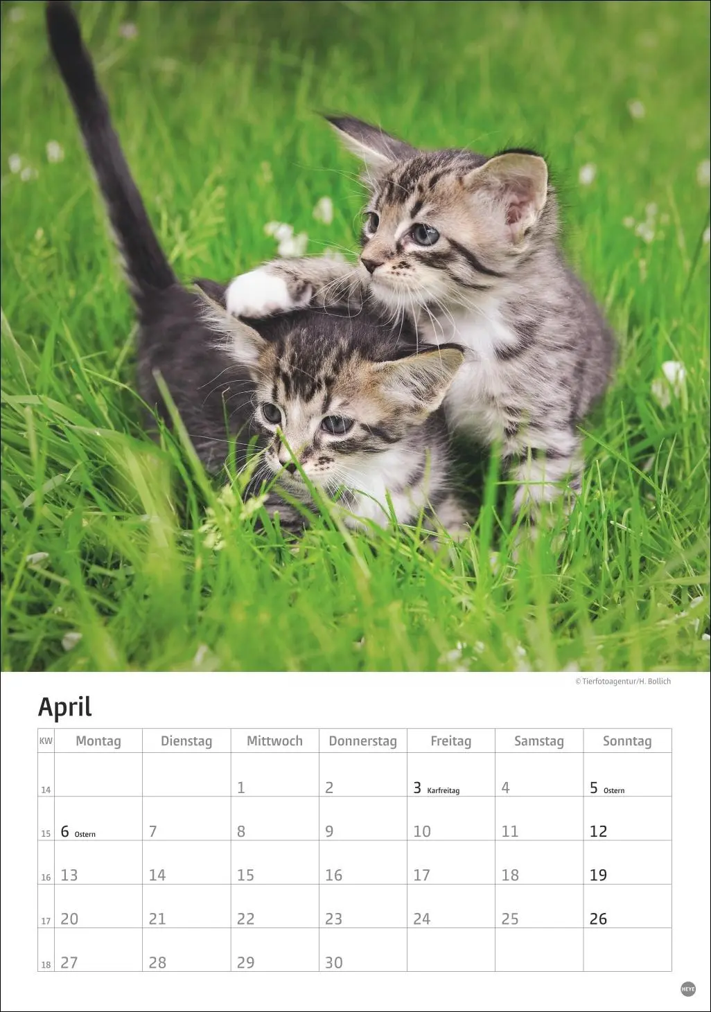 Bild: 9783756411139 | Katzen Kalender 2026 | Heye | Kalender | Spiralbindung | 13 S. | 2026