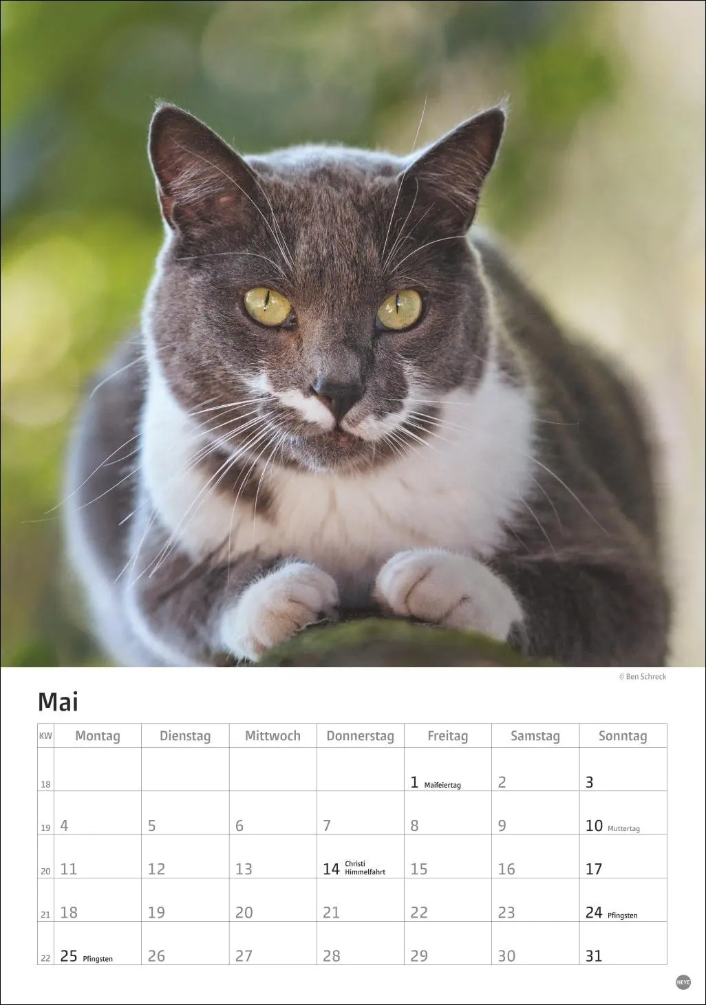 Bild: 9783756411139 | Katzen Kalender 2026 | Heye | Kalender | Spiralbindung | 13 S. | 2026