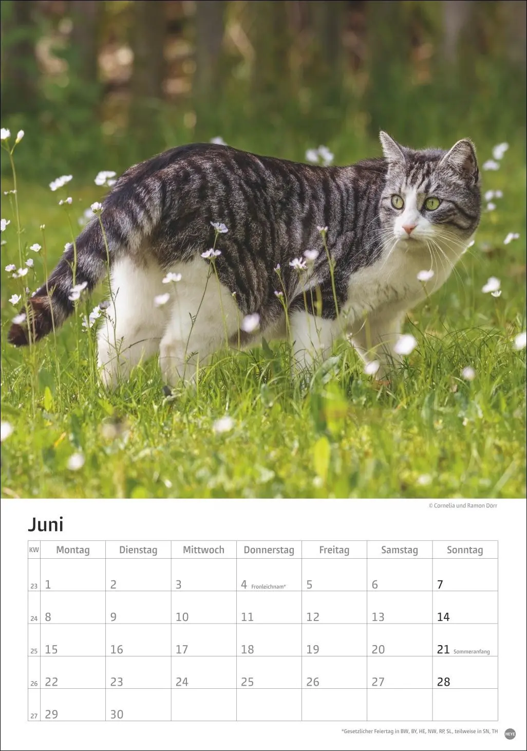 Bild: 9783756411139 | Katzen Kalender 2026 | Heye | Kalender | Spiralbindung | 13 S. | 2026