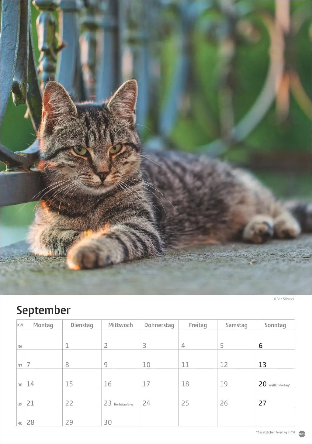 Bild: 9783756411139 | Katzen Kalender 2026 | Heye | Kalender | Spiralbindung | 13 S. | 2026
