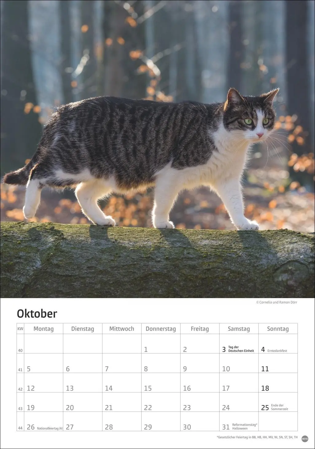 Bild: 9783756411139 | Katzen Kalender 2026 | Heye | Kalender | Spiralbindung | 13 S. | 2026
