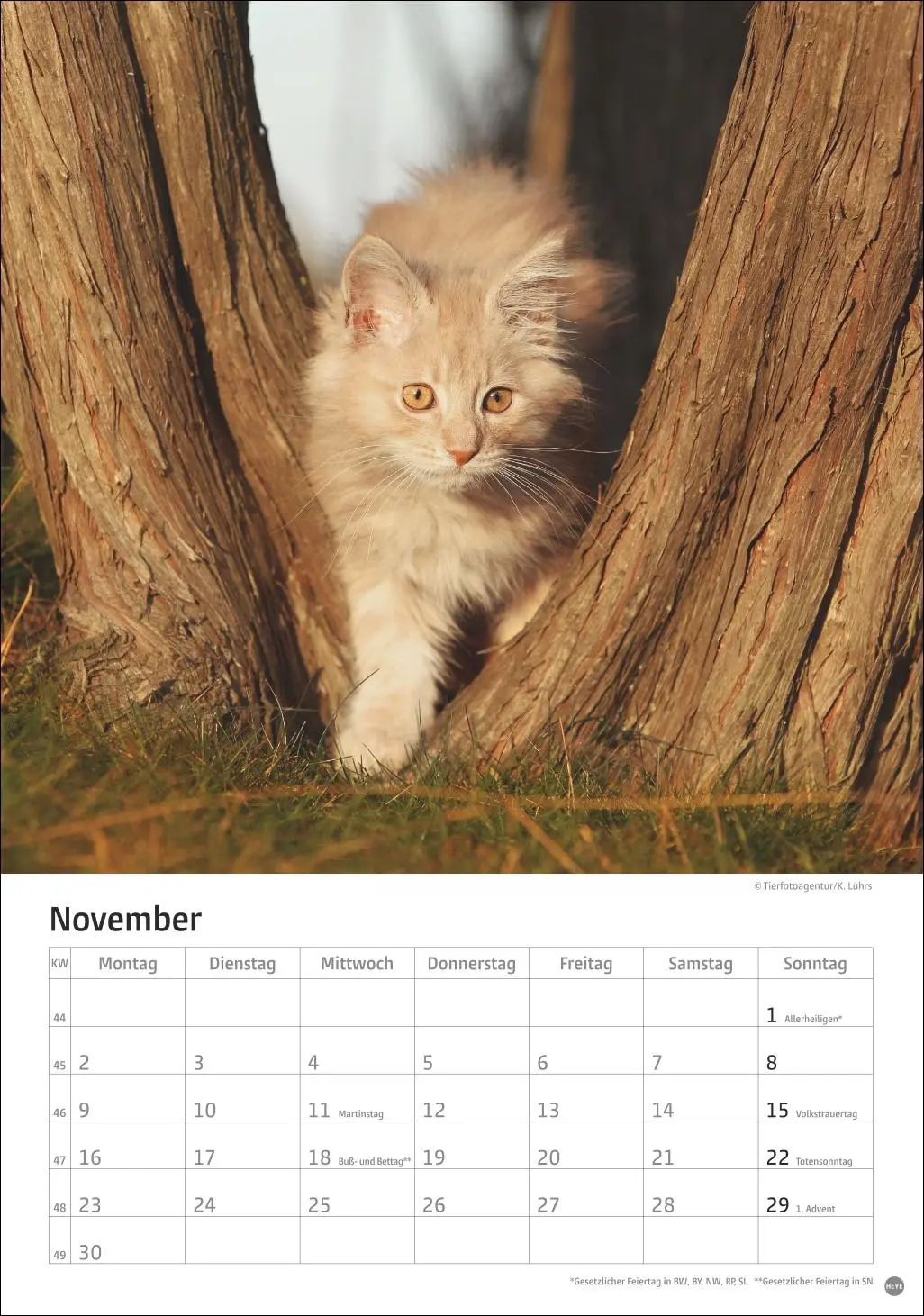 Bild: 9783756411139 | Katzen Kalender 2026 | Heye | Kalender | Spiralbindung | 13 S. | 2026