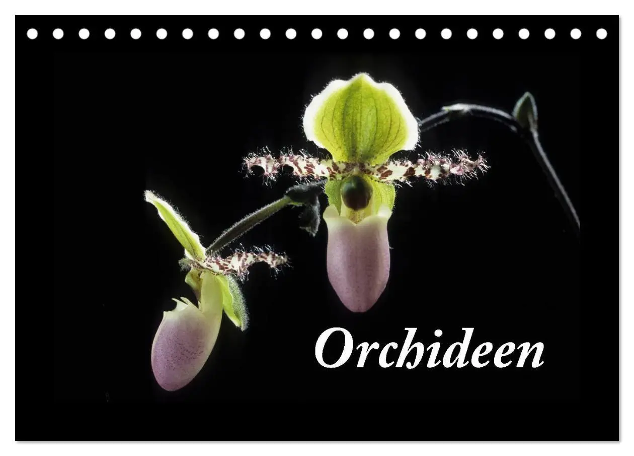 Cover: 9783516201239 | Orchideen 2026 (Tischkalender 2026 DIN A5 quer), CALVENDO...