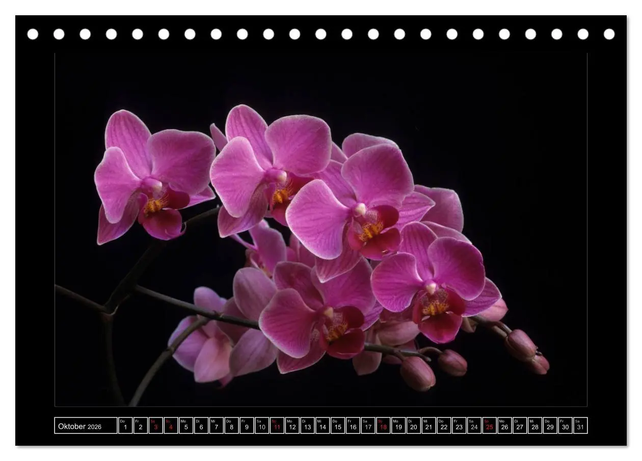 Bild: 9783516201239 | Orchideen 2026 (Tischkalender 2026 DIN A5 quer), CALVENDO...