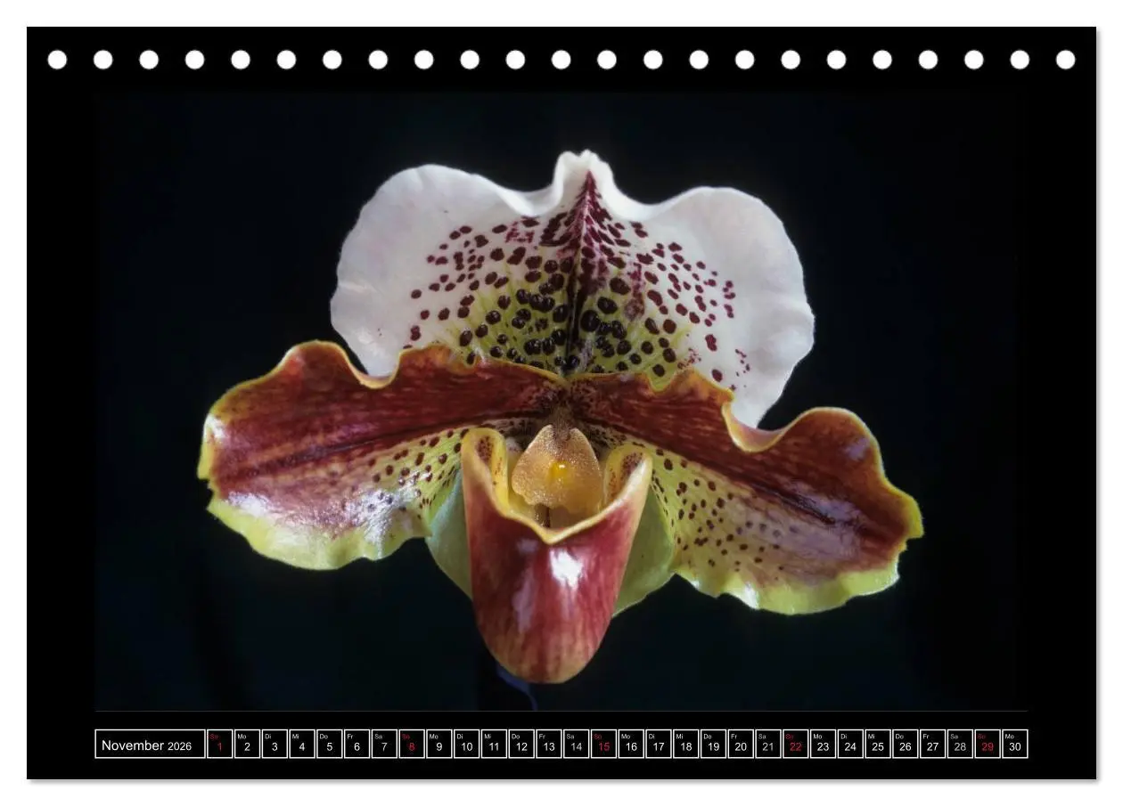 Bild: 9783516201239 | Orchideen 2026 (Tischkalender 2026 DIN A5 quer), CALVENDO...