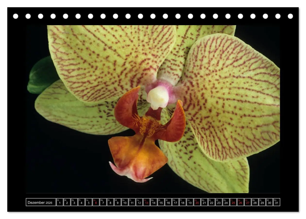Bild: 9783516201239 | Orchideen 2026 (Tischkalender 2026 DIN A5 quer), CALVENDO...