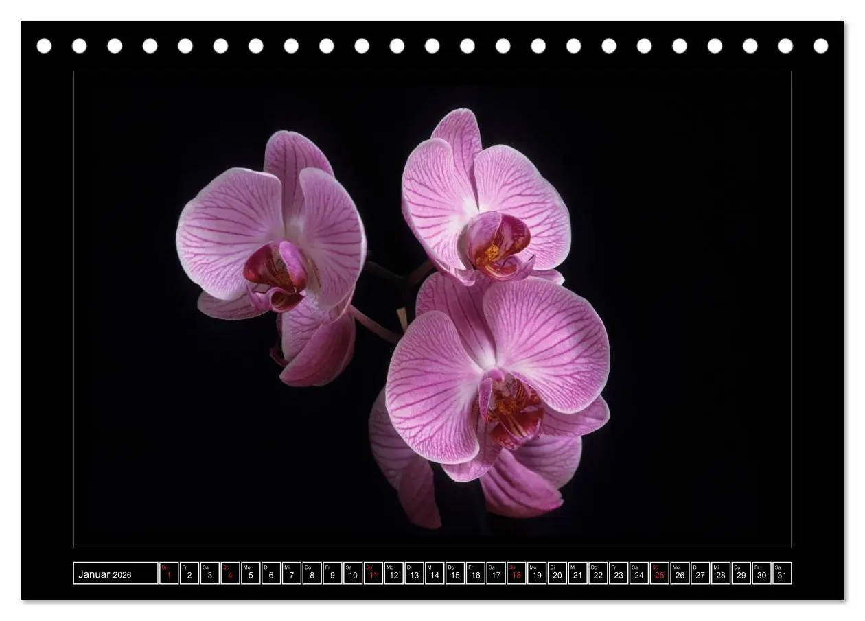 Bild: 9783516201239 | Orchideen 2026 (Tischkalender 2026 DIN A5 quer), CALVENDO...