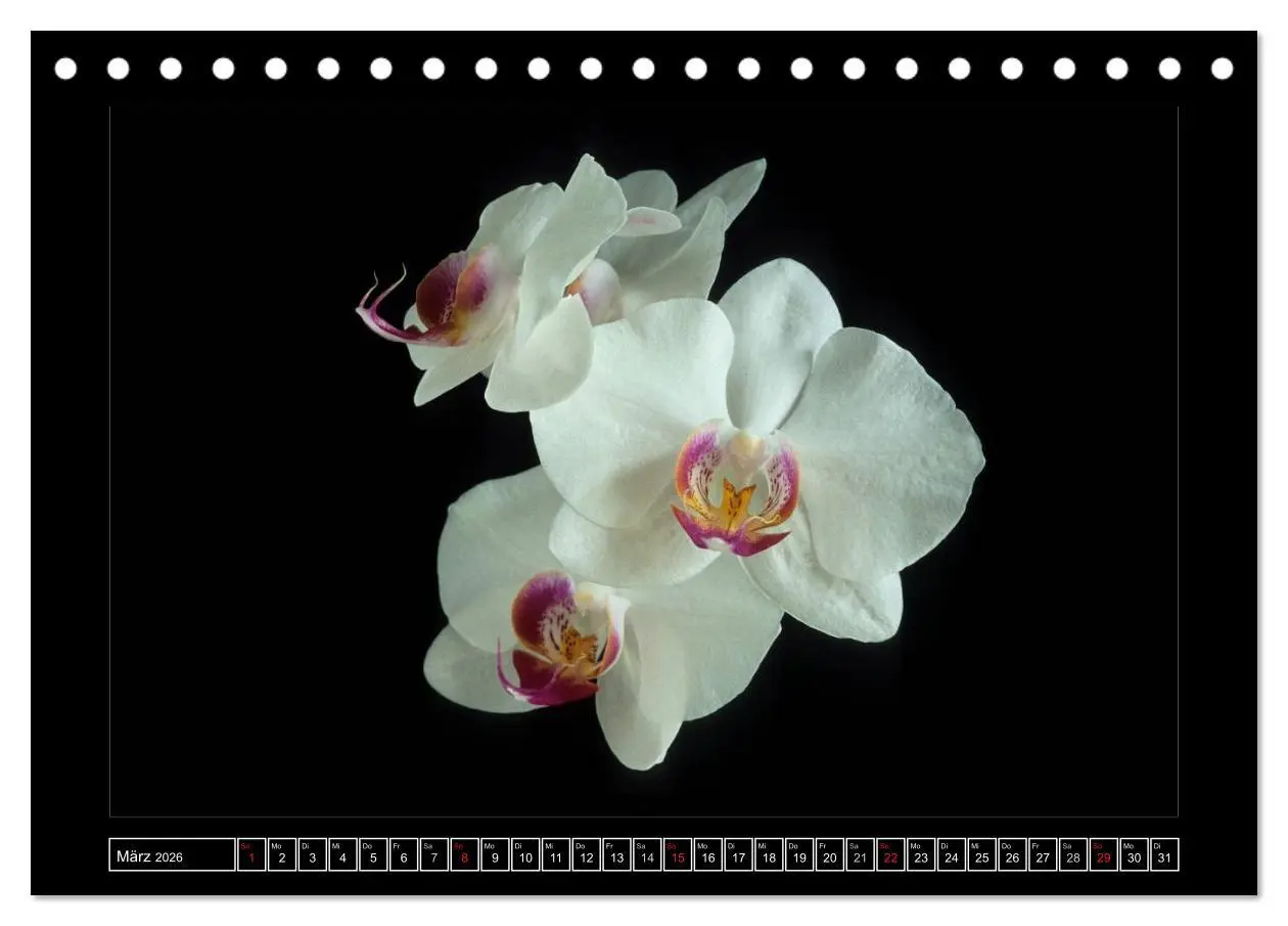 Bild: 9783516201239 | Orchideen 2026 (Tischkalender 2026 DIN A5 quer), CALVENDO...