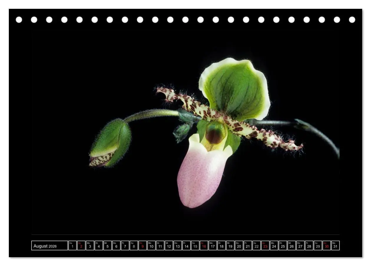 Bild: 9783516201239 | Orchideen 2026 (Tischkalender 2026 DIN A5 quer), CALVENDO...