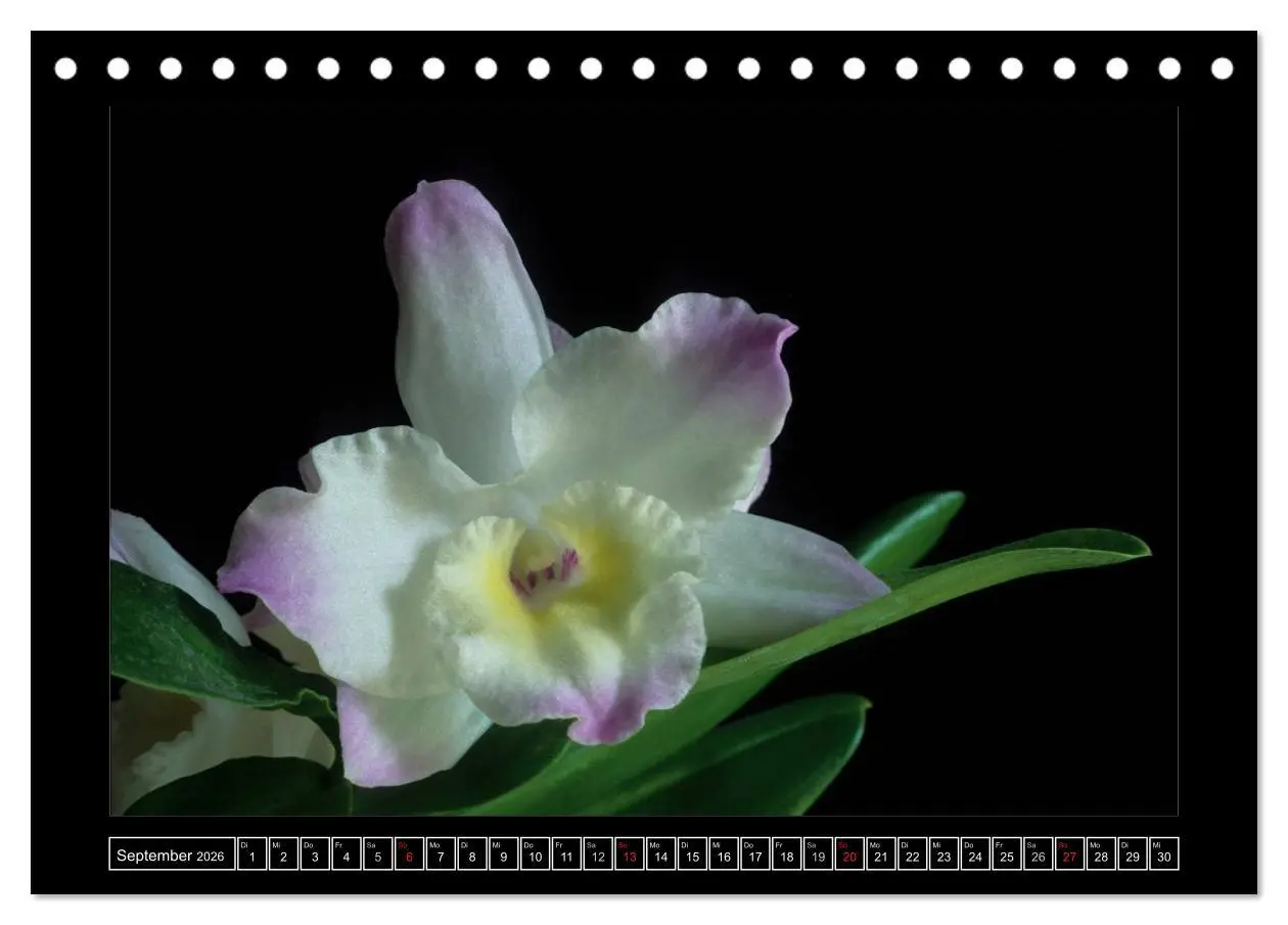Bild: 9783516201239 | Orchideen 2026 (Tischkalender 2026 DIN A5 quer), CALVENDO...