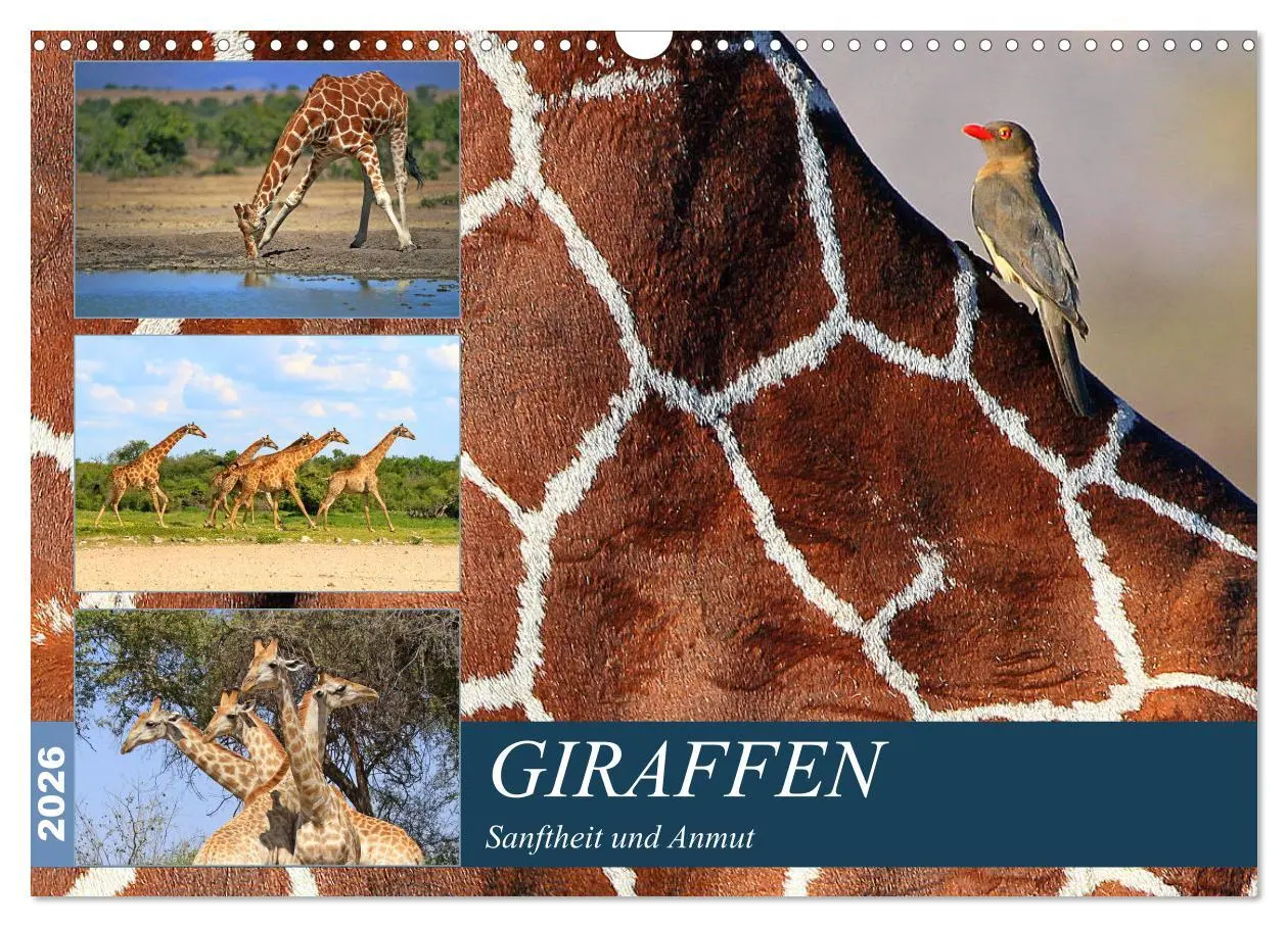 Cover: 9783516051339 | Giraffen - Sanftheit und Anmut (Wandkalender 2026 DIN A3 quer),...