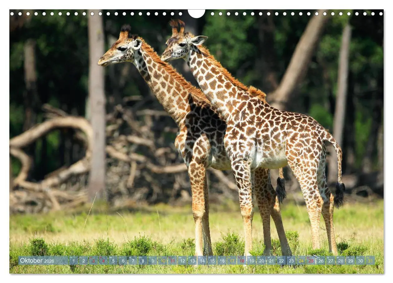Bild: 9783516051339 | Giraffen - Sanftheit und Anmut (Wandkalender 2026 DIN A3 quer),...