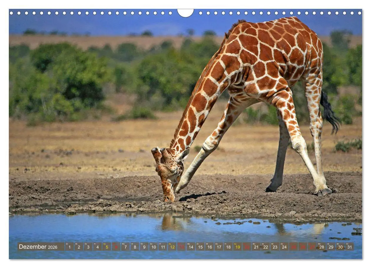 Bild: 9783516051339 | Giraffen - Sanftheit und Anmut (Wandkalender 2026 DIN A3 quer),...
