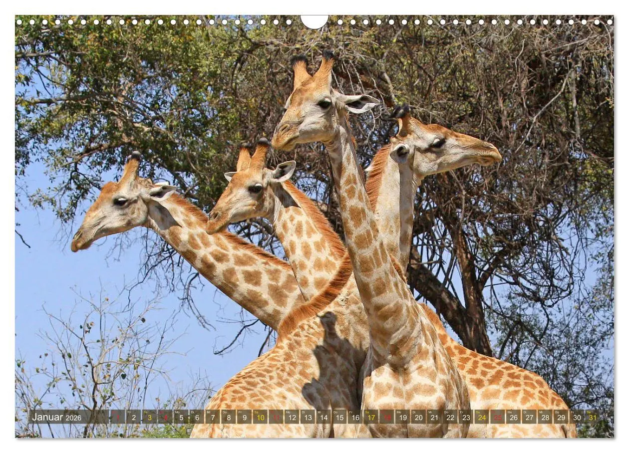 Bild: 9783516051339 | Giraffen - Sanftheit und Anmut (Wandkalender 2026 DIN A3 quer),...