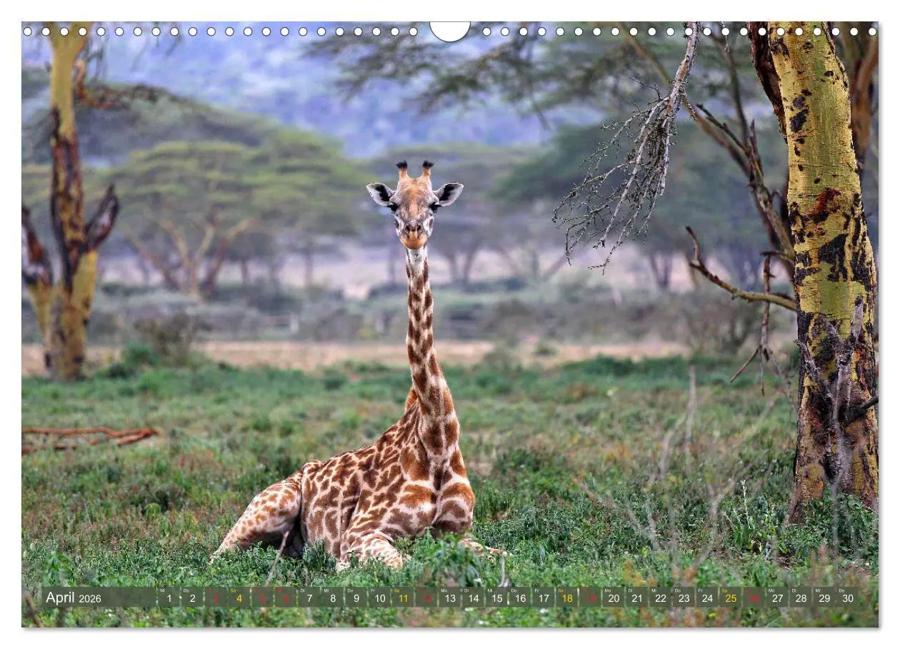 Bild: 9783516051339 | Giraffen - Sanftheit und Anmut (Wandkalender 2026 DIN A3 quer),...