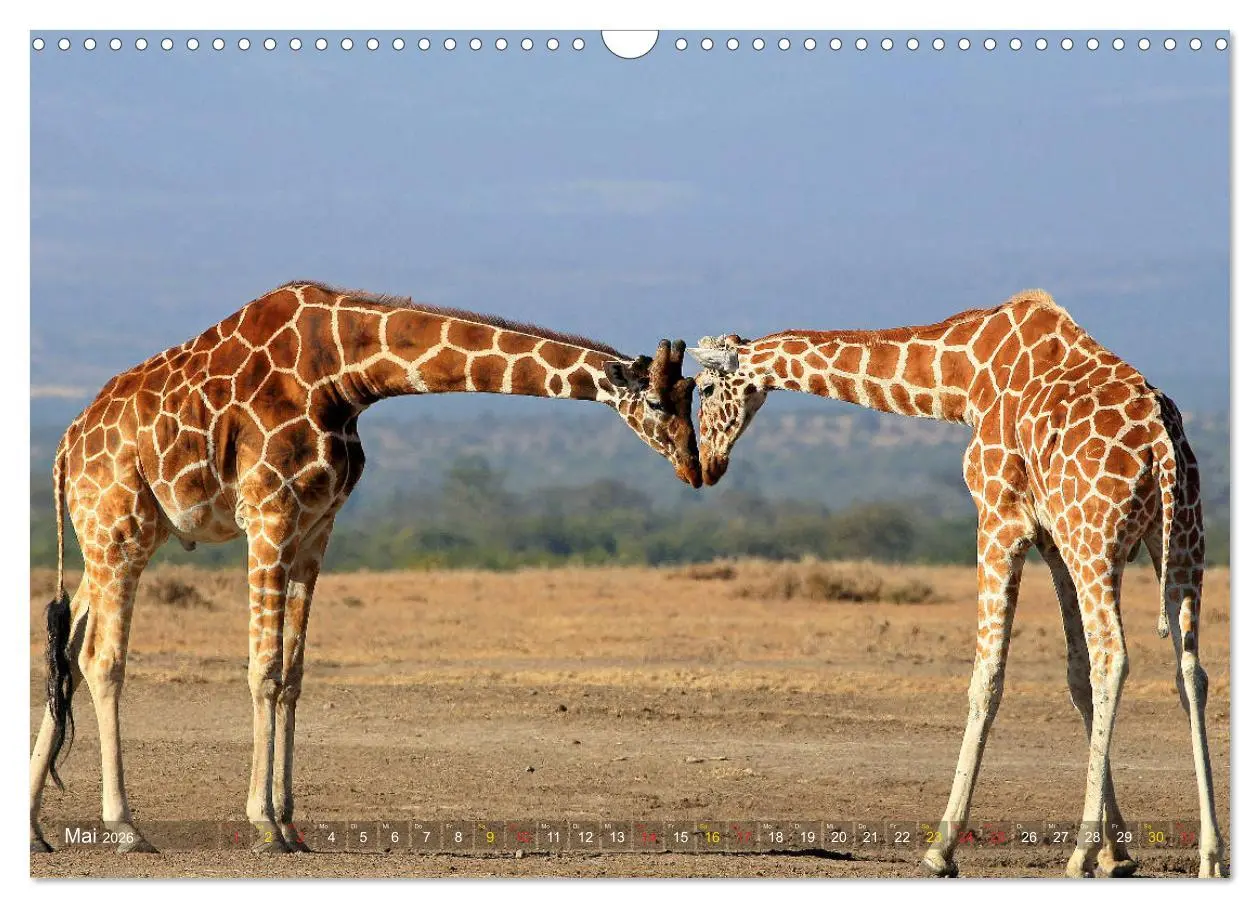 Bild: 9783516051339 | Giraffen - Sanftheit und Anmut (Wandkalender 2026 DIN A3 quer),...