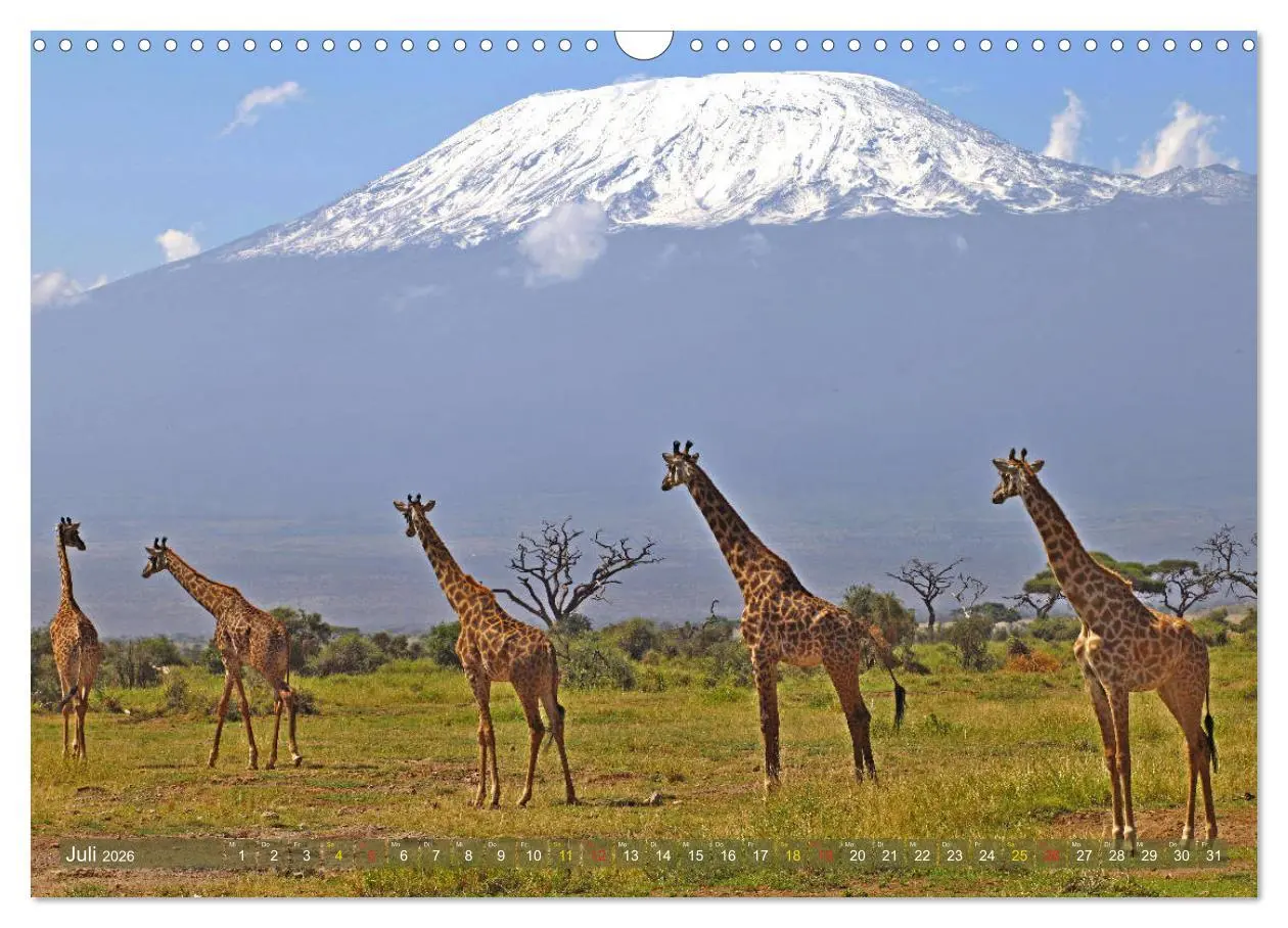 Bild: 9783516051339 | Giraffen - Sanftheit und Anmut (Wandkalender 2026 DIN A3 quer),...