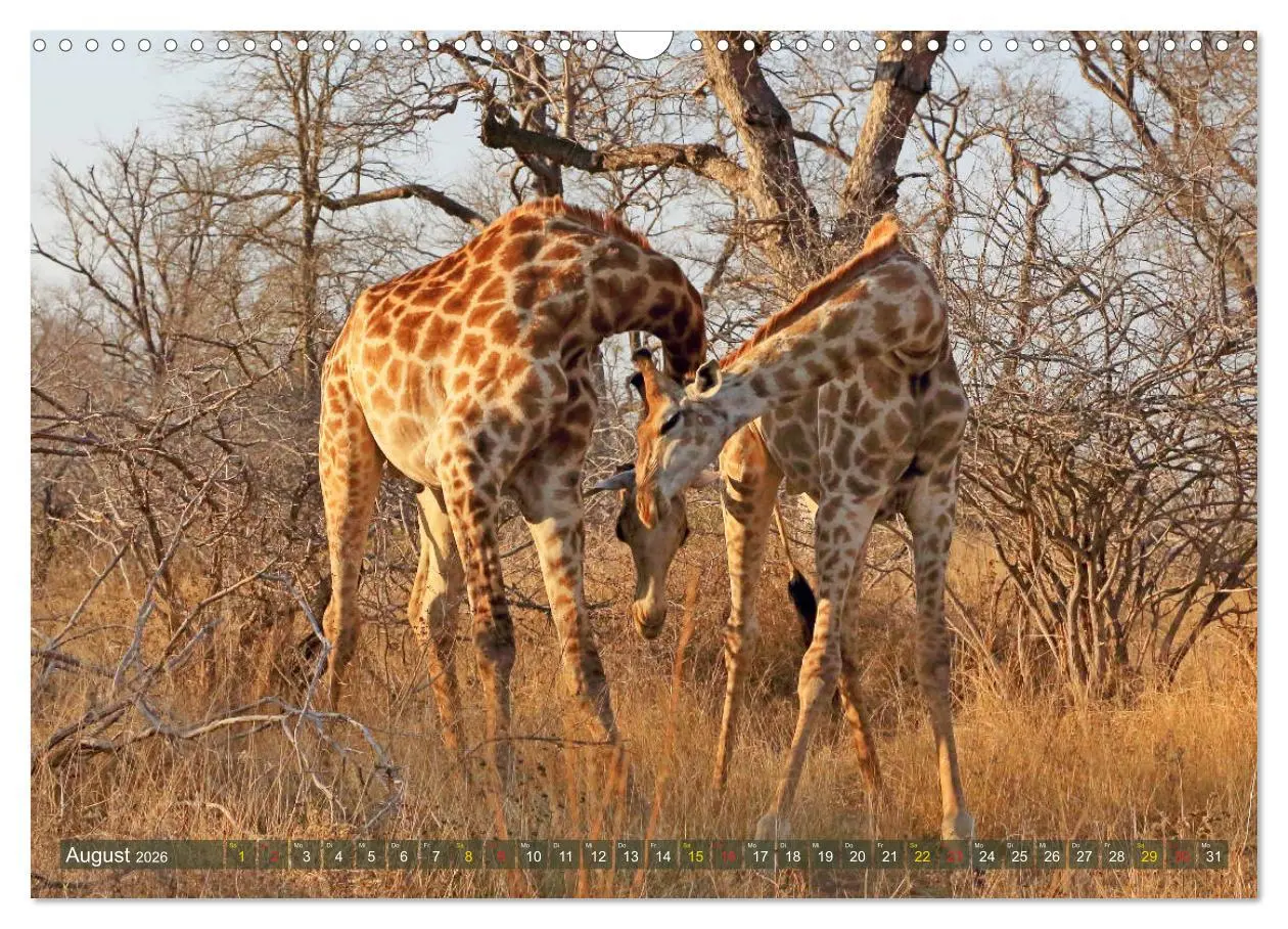Bild: 9783516051339 | Giraffen - Sanftheit und Anmut (Wandkalender 2026 DIN A3 quer),...