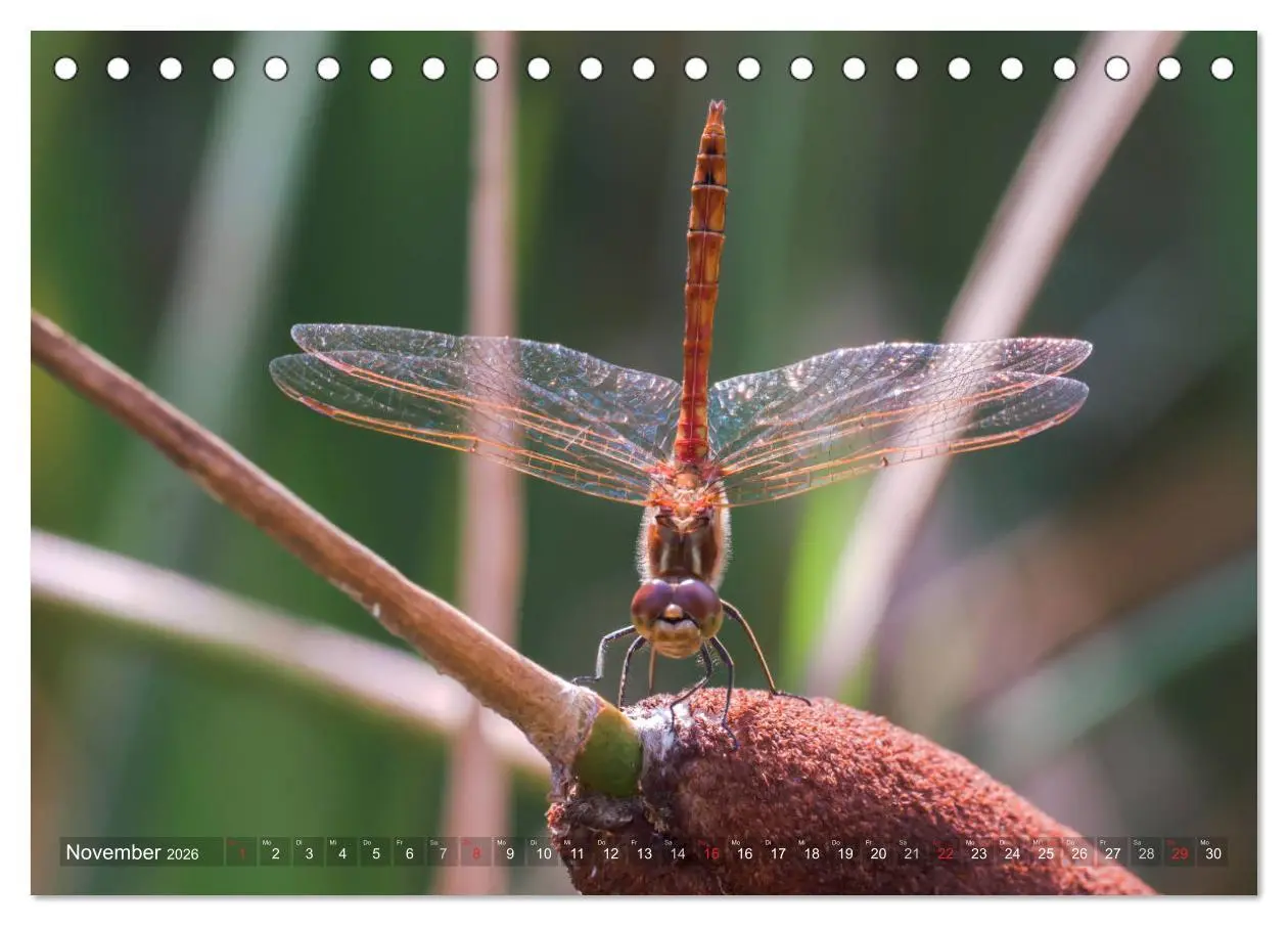 Bild: 9783516111439 | Libellen - Fliegende Edelsteine (Tischkalender 2026 DIN A5 quer),...