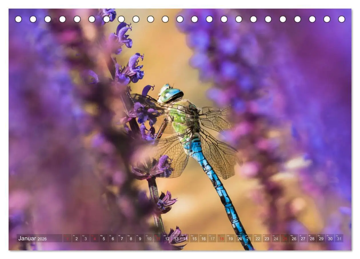 Bild: 9783516111439 | Libellen - Fliegende Edelsteine (Tischkalender 2026 DIN A5 quer),...